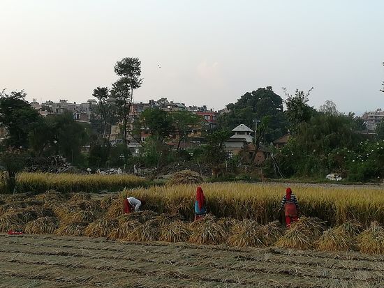 Bis in die Abenddämmerung wird geerntet.