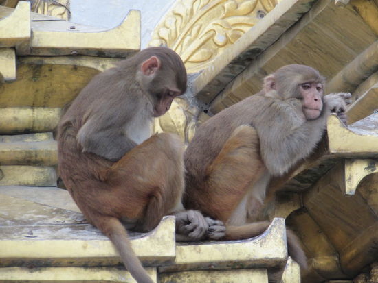 Die Affen turnen überall herum.