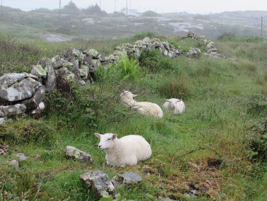 Die Schafe suchen hinter der für Irland so typischen Mauern Schutz vor dem Wetter.
