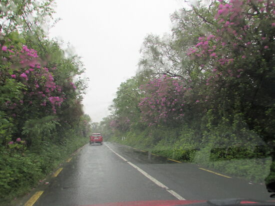 Entlang der Straßen Riçhtung Letterfrack blühen riesige Rhododendren Sträucher.