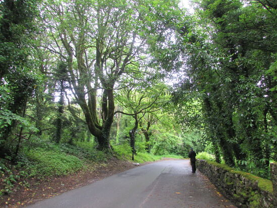 Die ständige Feuchtigkeit hüllt die Bäume in Moos und Flechten ein und lässt alles etwas mystisch aussehen.