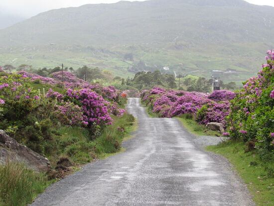 Rhododendren entlang der Wege. Ich kann mich nicht satt sehen.