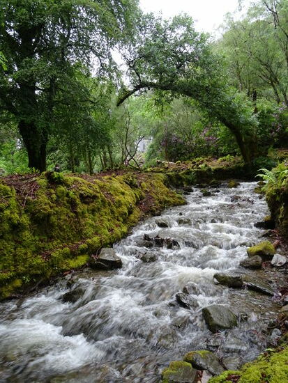 Im Park sind überall kleine Bäche die von Moosen und Farne eingewachsen sind.