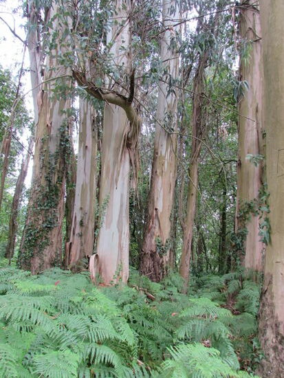 Dicke Eukalyptus Bäume