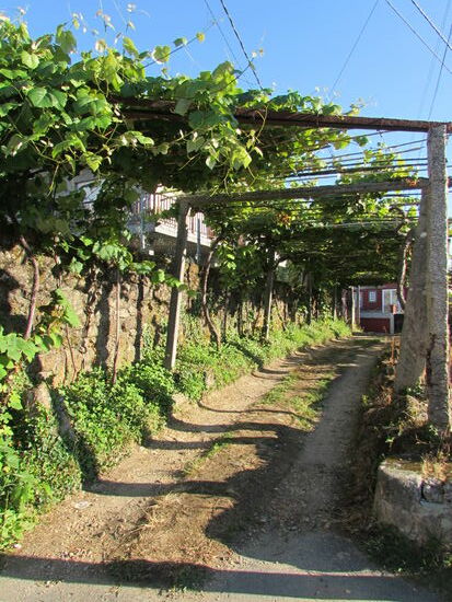 Wein Lauben werden mich heute durch den Tag begleiten.