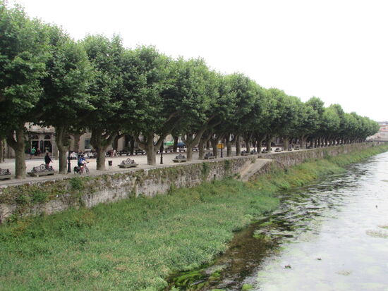 Eine wunderschöne Allee entlang des Rio Sar