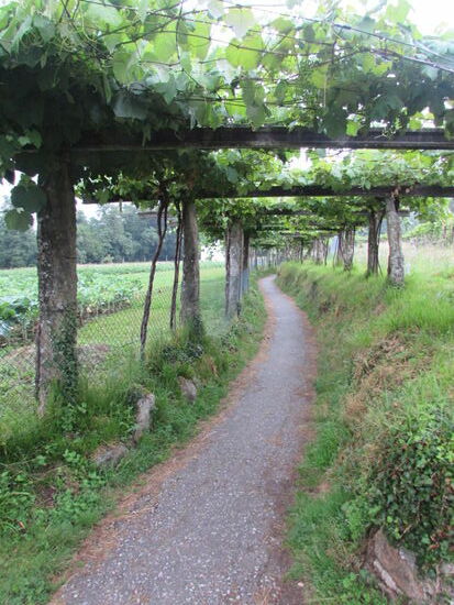 Noch einmal begleiten mich die Weinlauben.