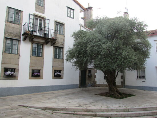 Ein schöner alter Olivenbaum