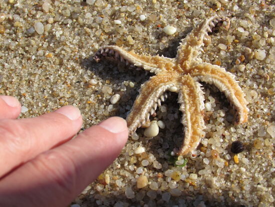 Am Strand entdecken wir ein paar Seesterne 