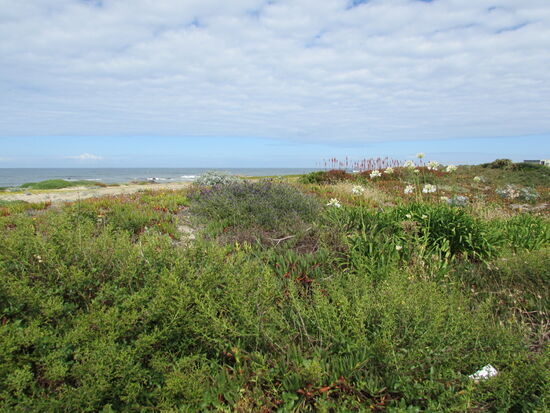 Entlang der Küste sehen wir immer wieder wie hier Renaturierung umgesetzt wird.