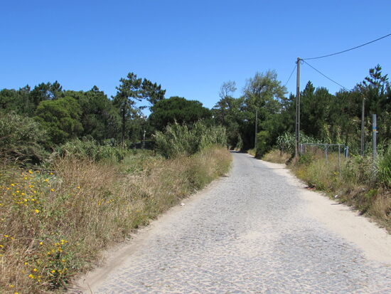 Langsam wird es etwas bewaldet.