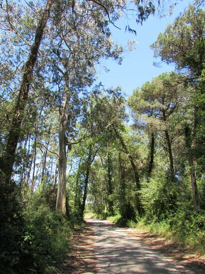 Heute läßt es sich angenehm laufen. Wir haben uns schon gut an den Rucksack und das Gehen gewöhnt.