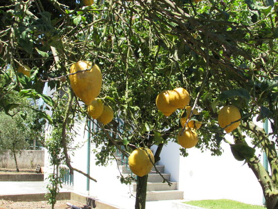 In Apulia sehen wir riesige Zitronen und