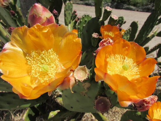 schön blühende Kakteen.