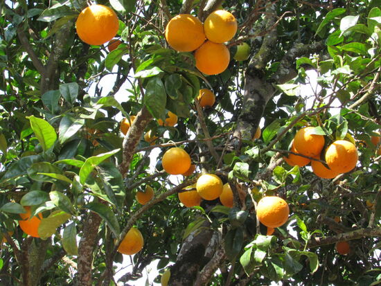 Die sehen so lecker aus