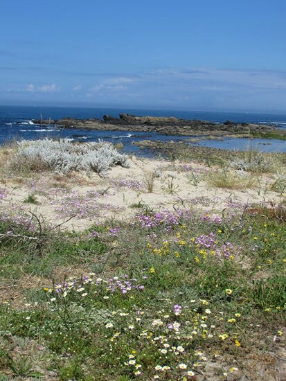 Blühende Dünenlandschaft
