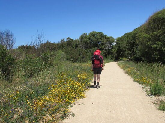 Der Wegesrand ist gesäumt von vielfältigen Wiesenblumen.