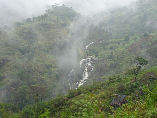 Die Dunstschwaden lassen den Dschungel mystisch aussehen.