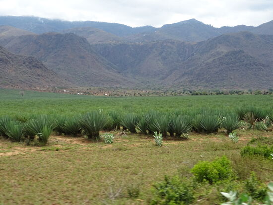 Riesige Sisal- Agavenfelder entlang der Strecke. Sisal ist eine weltweit wichtigste Naturfaser.