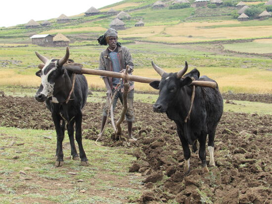 Unterwegs sehen wir wie der Acker bearbeitet wird - schwere Arbeit