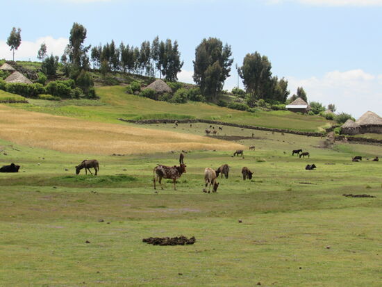 Es ist wie eine Reise in die Vergangenheit. Überall Ackerbau, Viehzucht und die Tukuls der Familien.