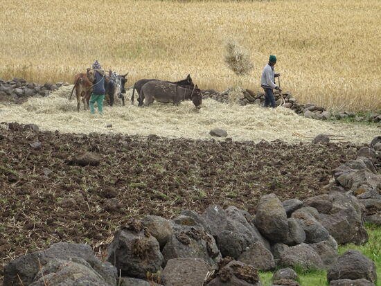 Das Korn wird gedroschen.