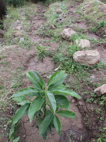 Jedes der Kinder hat dort einen Baum gepflanzt und kümmert sich nun darum. Eine gute Idee!