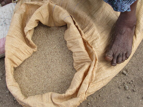 Aus Teff (Hirsegewächs) wird Injera gebacken.