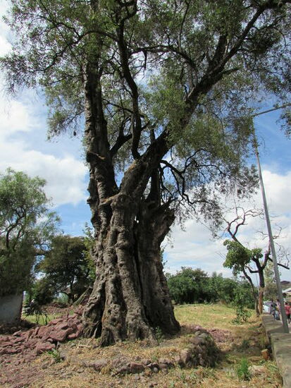 Auf dem Weg zu den Kirchen sehen wir einen uralten Feigenbaum.