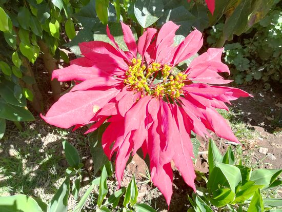 Riesen Wiehnachtssterne