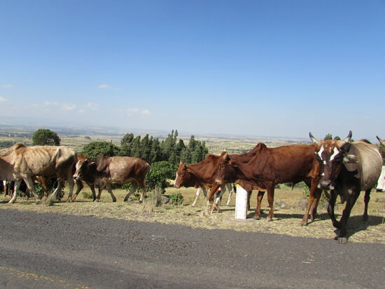 Immer wieder kreuzen Tiere die Straße
