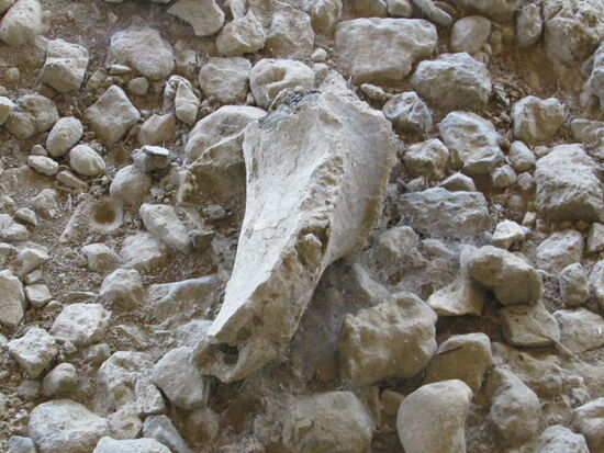 Knochen von einem Nilpferd.