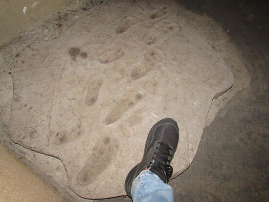 Fußabdrücke unserer Ahnen - wurden in Tansania gefunden