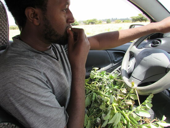 Unser Fahrer Biny - am Straßenrand wurden Erbsen verkauft und schon war das Gestrüpp im Auto
