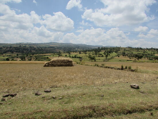 Hier ist die Ernte bereits erfolgt.