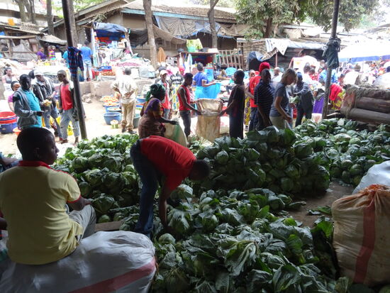 Zum Schluss noch ein Paar Köpfe Kohl