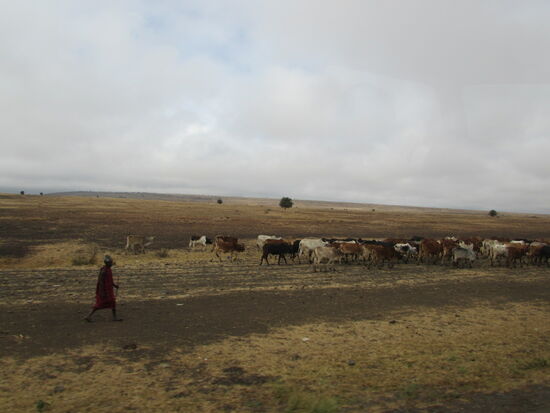 Häufig werden die Herden von Kindern gehütet.