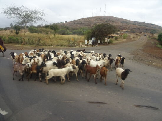 Viehherden kreuzen plötzlich die Straße. Um Unfällen etwas vorzubeugen sind auf den Straßen auch außerhalb der Orte Buckel die zur Reduzierung der Geschwindigkeit der Fahrzeuge führen.
