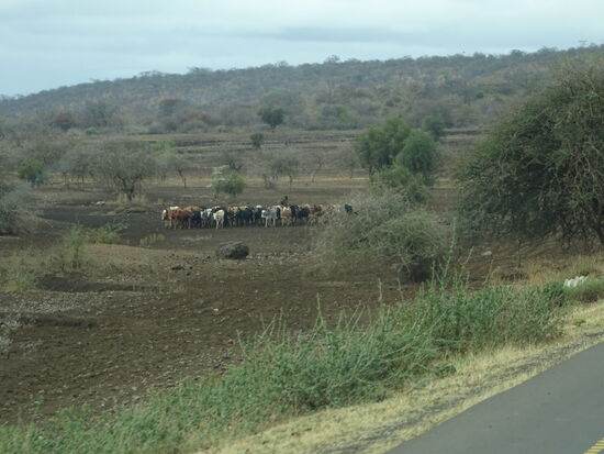 Die vielen Viehherden führen zur Übergrasung der weiten Gebiete.