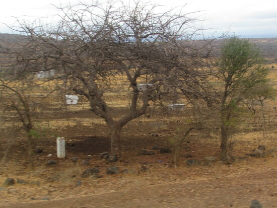 Der tansanische Honig der hier gewonnen wird hat einen einzigartigen leckeren Geschmack.