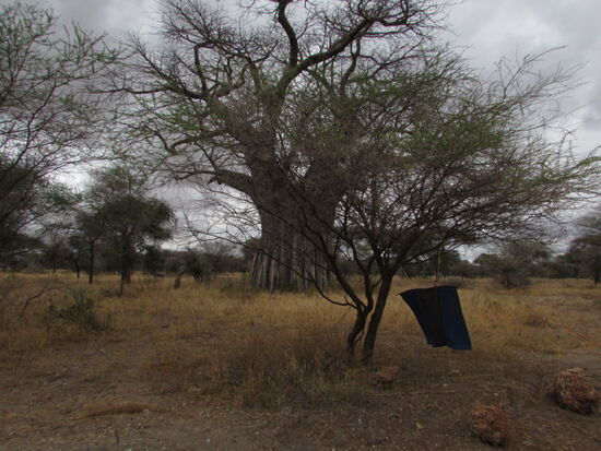 Im Tangiri Park gibt es die Tsesefliege die die Schlafkrankheit überträgt. Man hat herausgefunden,  das die Fliege die Farbe Blau besonders mag. Daher hängen überall diese mit Gift getränkten blauen Tücher.