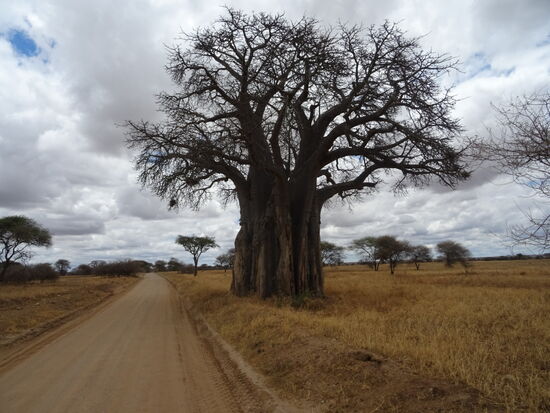 Ein Baobab Baum