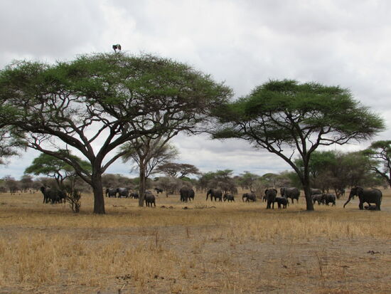 Eine große Herde von Elefanten, da könnte man lange zuschauen- einfach fantastisch.