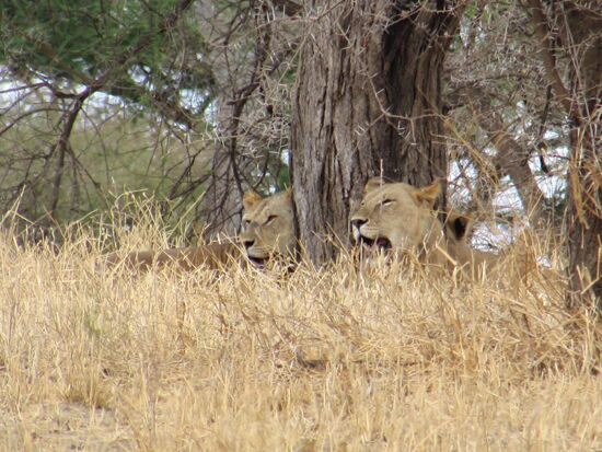 Weit entfernt, doch mit Fernglas und Zoom gut zu sehen 
