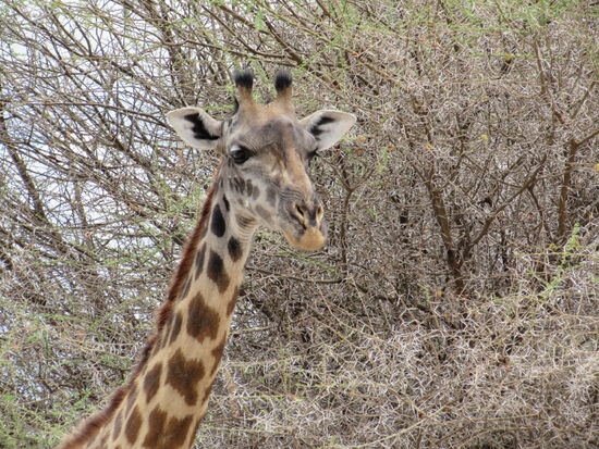 Sie stellt sich wenige Meter von uns entfernt in Pose 