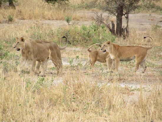 Wenig später taucht eine ganze Gruppe auf - 10 Löwinen wurden gezählt - wir können unser Glück kaum fassen