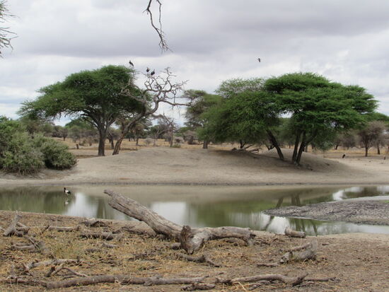 Hier sichten wir Marabus