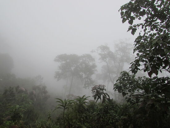 Der Dschungel liegt im Nebel