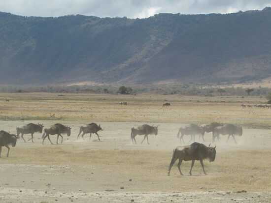 Unzählige Gnus durchstreifen den Krater