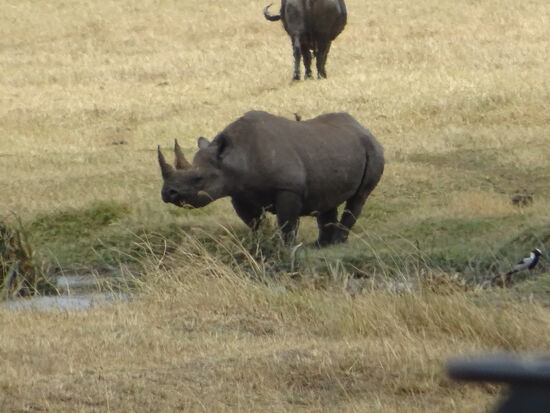 Kaum zu glauben, direkt gegenüber von den Nilpferden bekommen wir in einiger Entfernung ein Nashorn zu sehen.